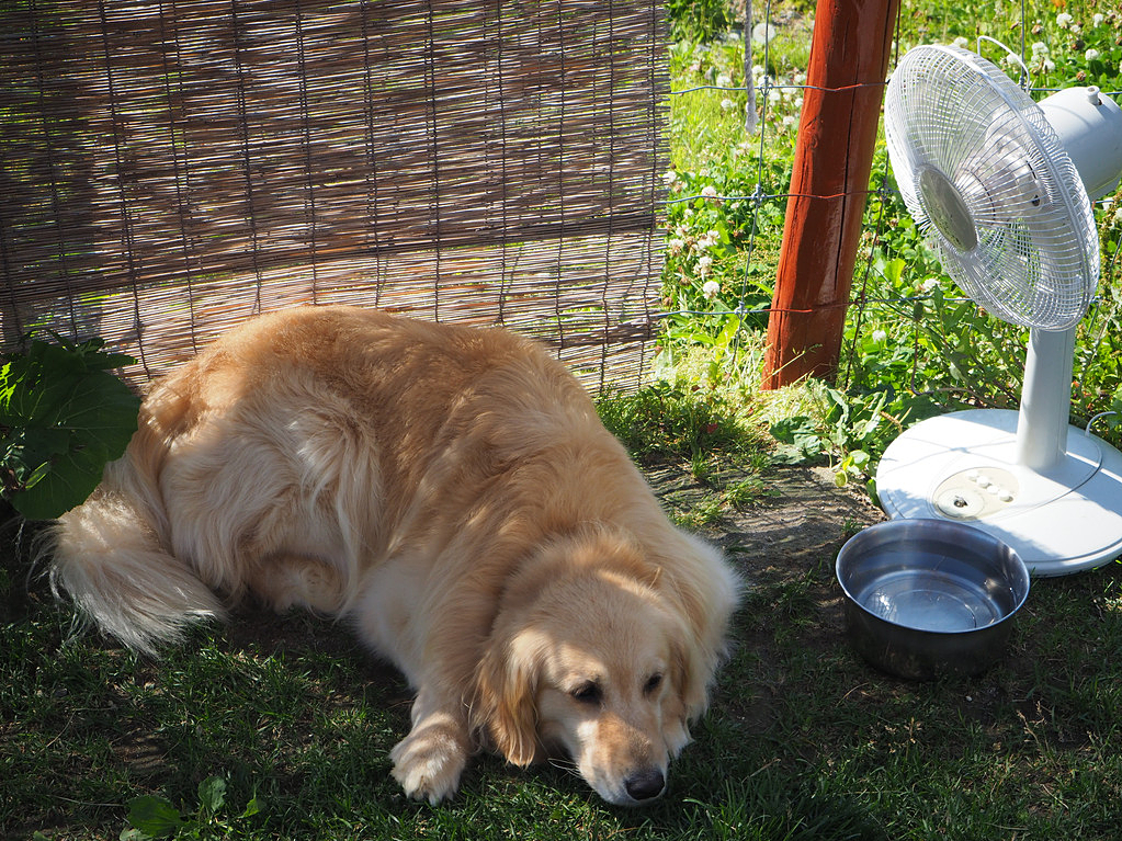 狗狗轻微中暑的正确处理方法,夏天狗狗中暑最快解决方法