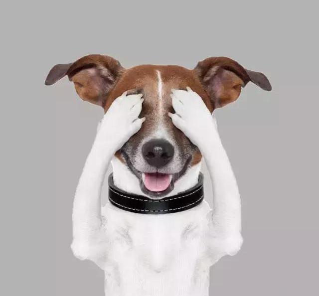 狗狗最常见的十大疾病,盘点狗狗常见的六种疾病