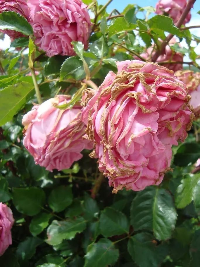 养花过程中如何防止虫害,养花预防虫害最简单的方法