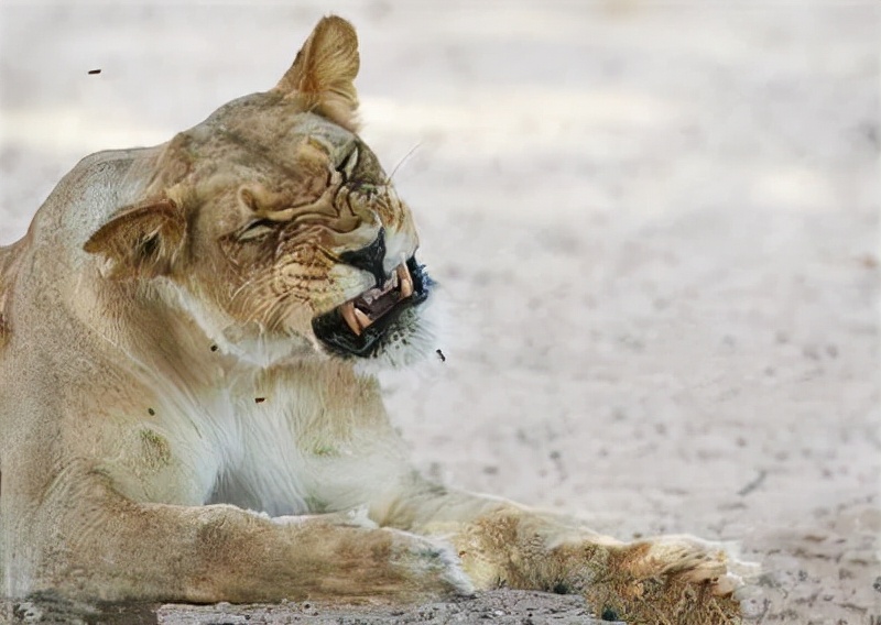 消防抓黄鼠狼被熏到干呕,消防员被黄鼠狼臭屁攻击