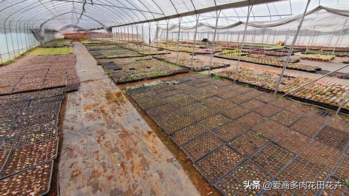 投资多肉植物有前景吗,投资花卉大棚能赚钱吗