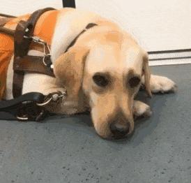 导盲犬被热议视频,导盲犬为什么被指责