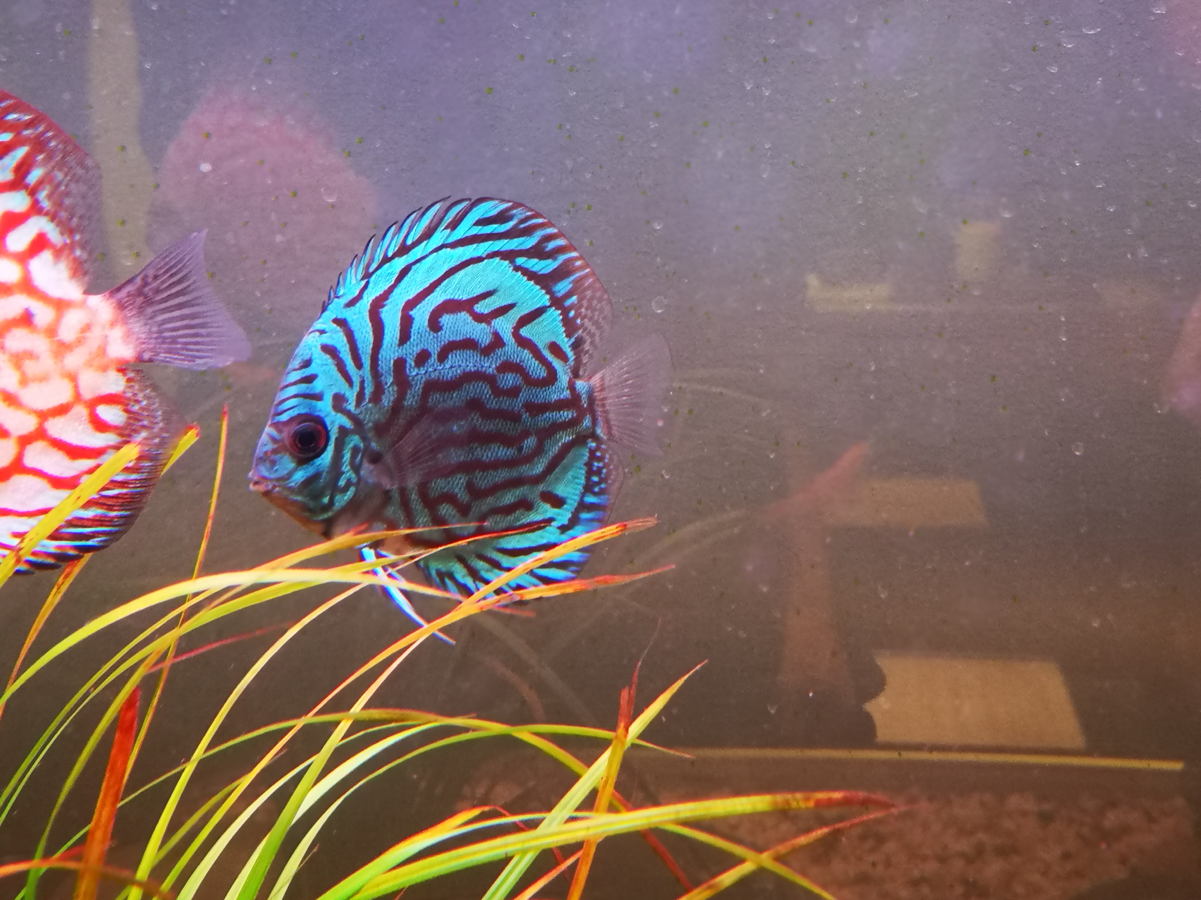 鱼缸假花草不伤鱼,植物放在鱼缸里真的对鱼有用吗