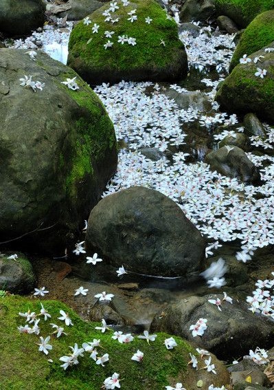 这种树在农村很常见，花名为五月花，果子提炼出的油料可以漆房子