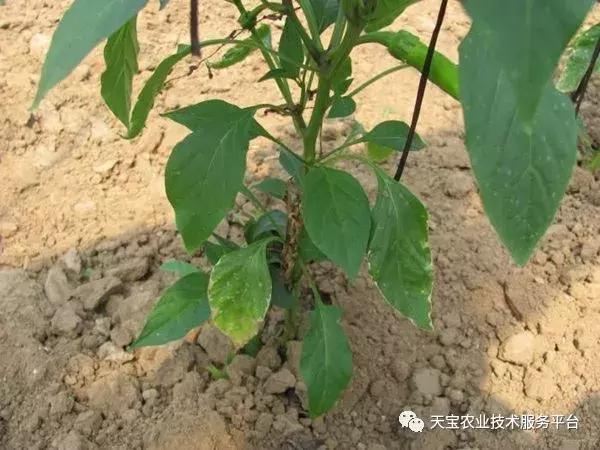 地没劲，根系弱，病害多......这些方法最管用