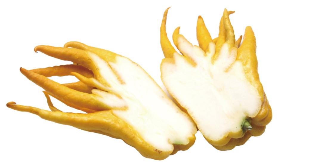 藏文科普|只为闻香的水果——香橼