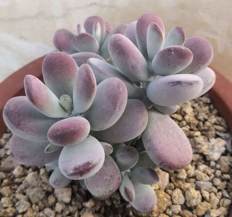 一花一叶一世界多肉,一花一世界多肉之美