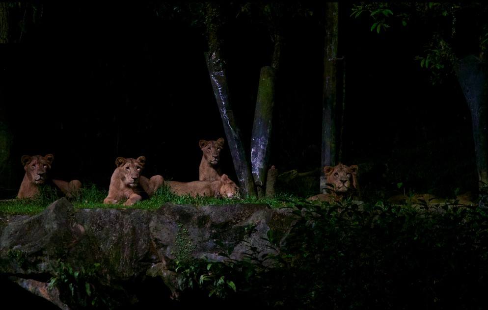 新加坡三个动物园哪个最好,新加坡动物园哪个最值得去看