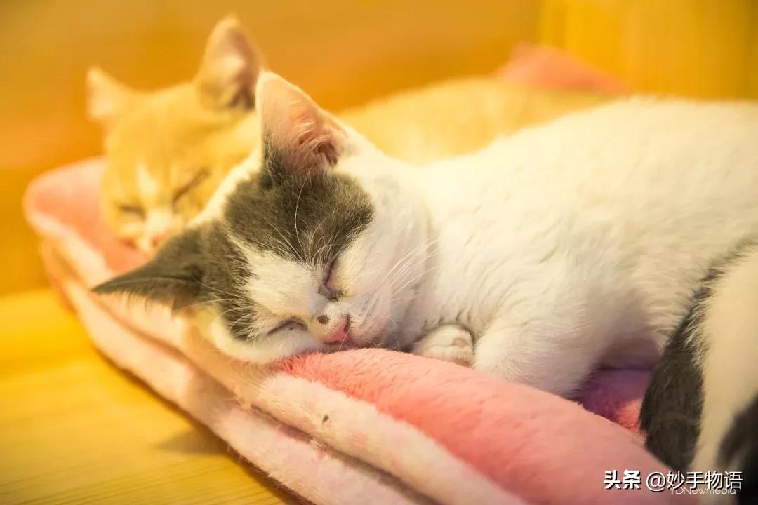 为什么总有人说养猫不如养小孩,年轻人不生孩子反而开始养猫了