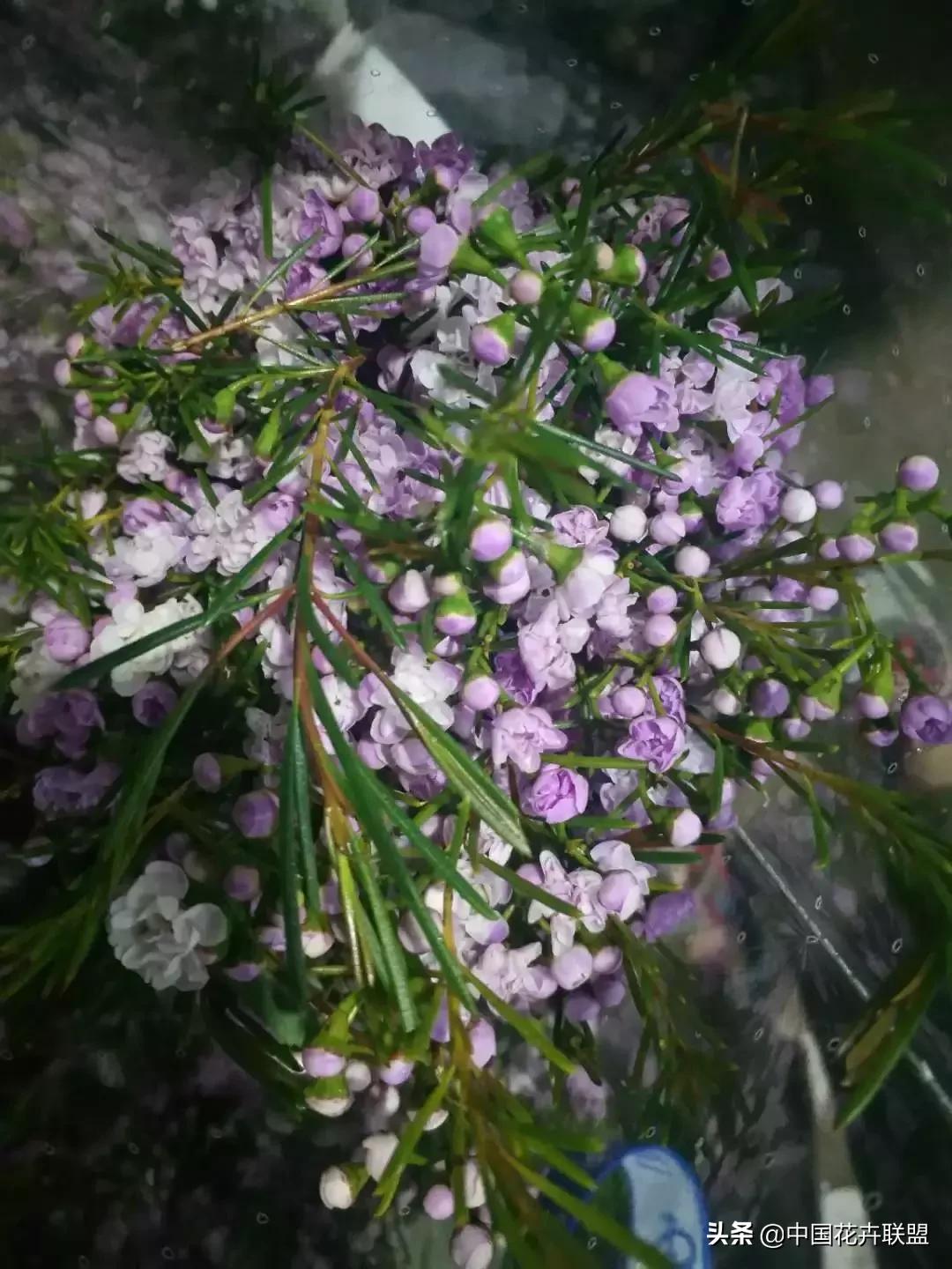 春天花市有哪些花材,便宜又大把的花材有哪些