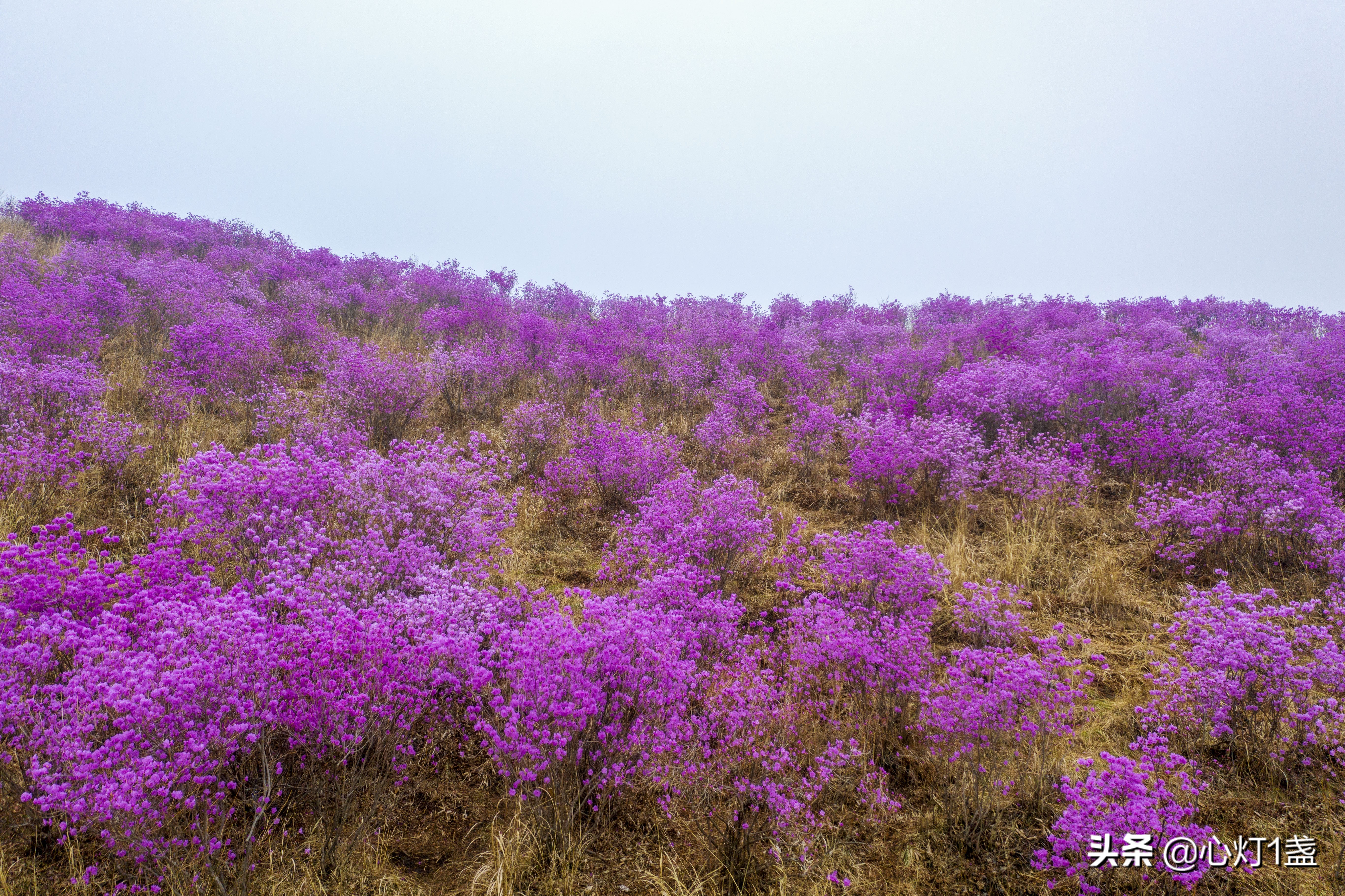 岫岩映山红花海要门票吗,岫岩黄岭映山红花期