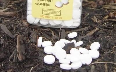 未开封的药物过期8月还可以用吗,哪些花卉适合用过期药片