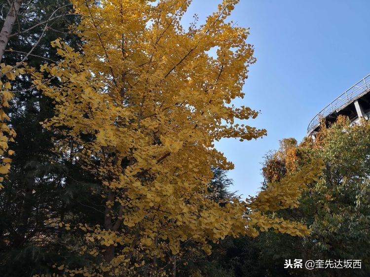 石雨飞来——年少鲁莽事之九