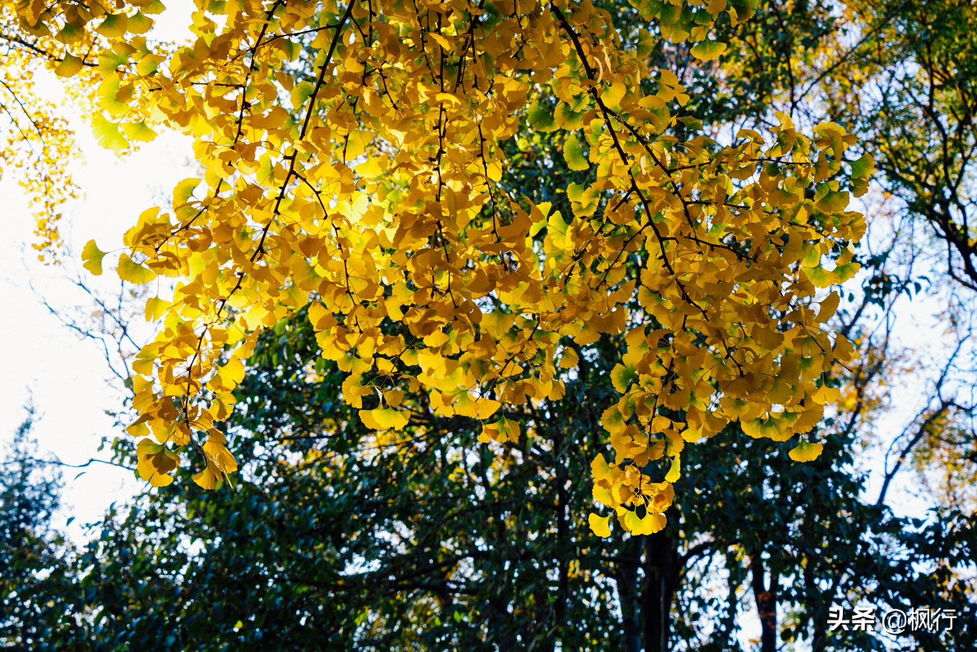 北京18个看银杏的好地方在哪,北京八大处看银杏攻略