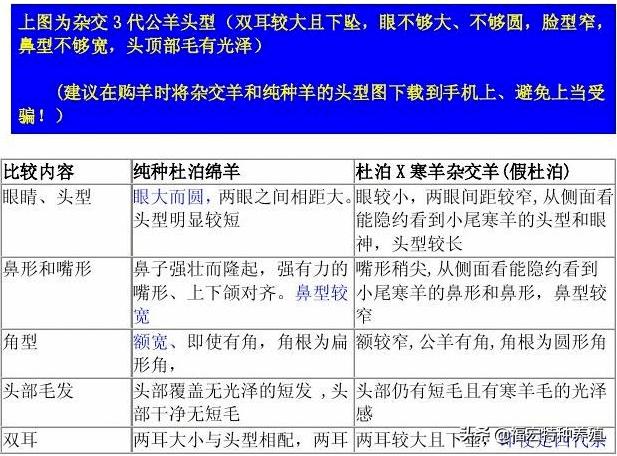 白头杜泊羊和澳洲白种公羊区别,真假杜泊羊图片对比