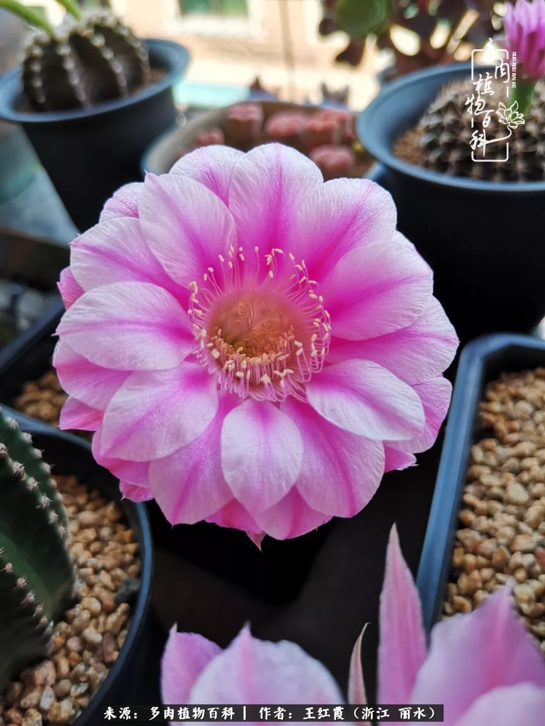 仙人球露养条件,仙人球春天露养条件