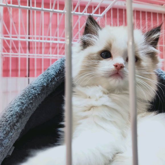 想买个1万左右的猫,想买只布偶猫