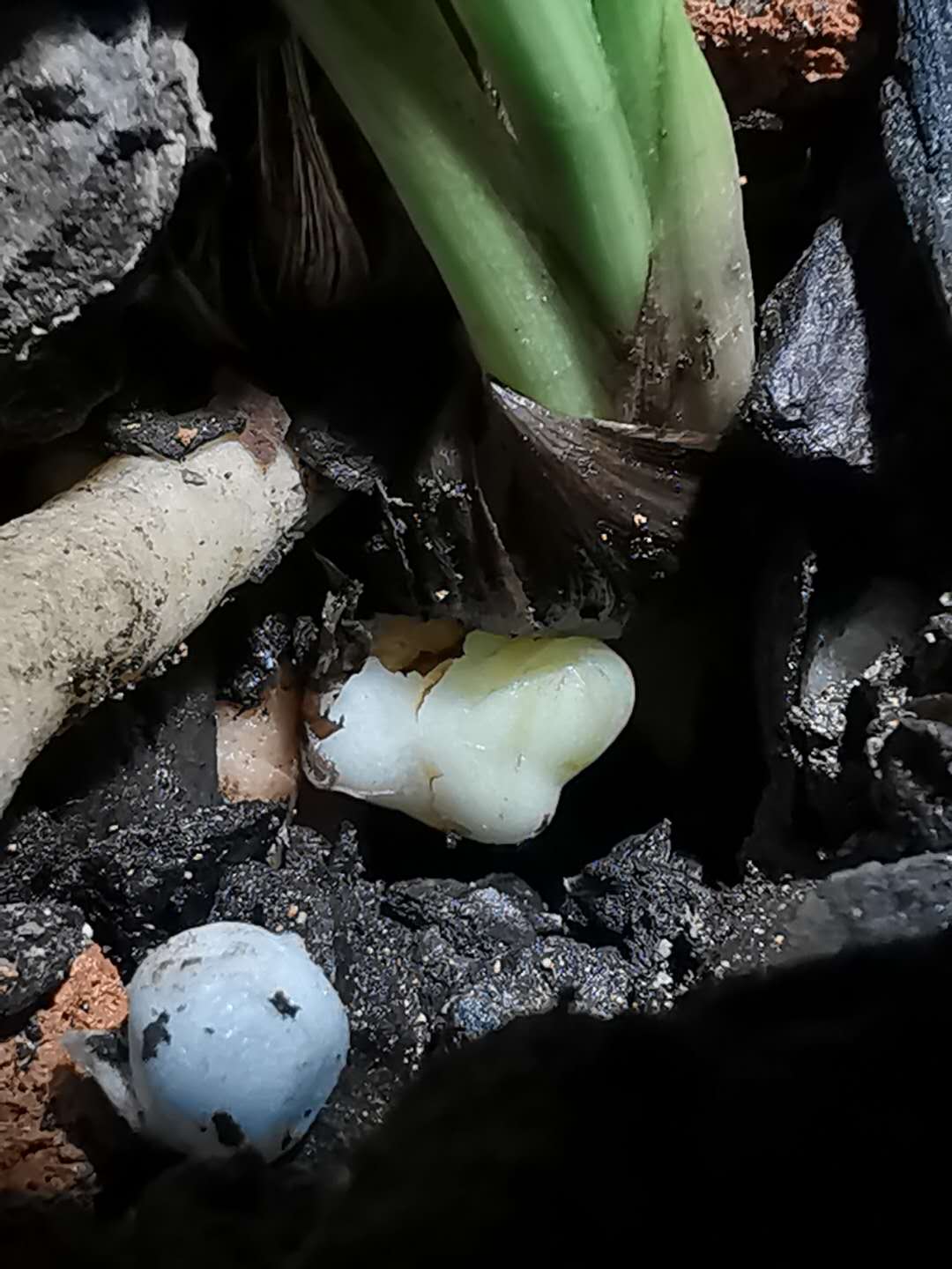 641:如出一辙的源头造假草与骗人手法