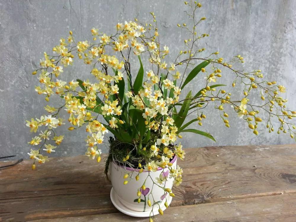 梦香兰的养殖方法,梦香兰花苗