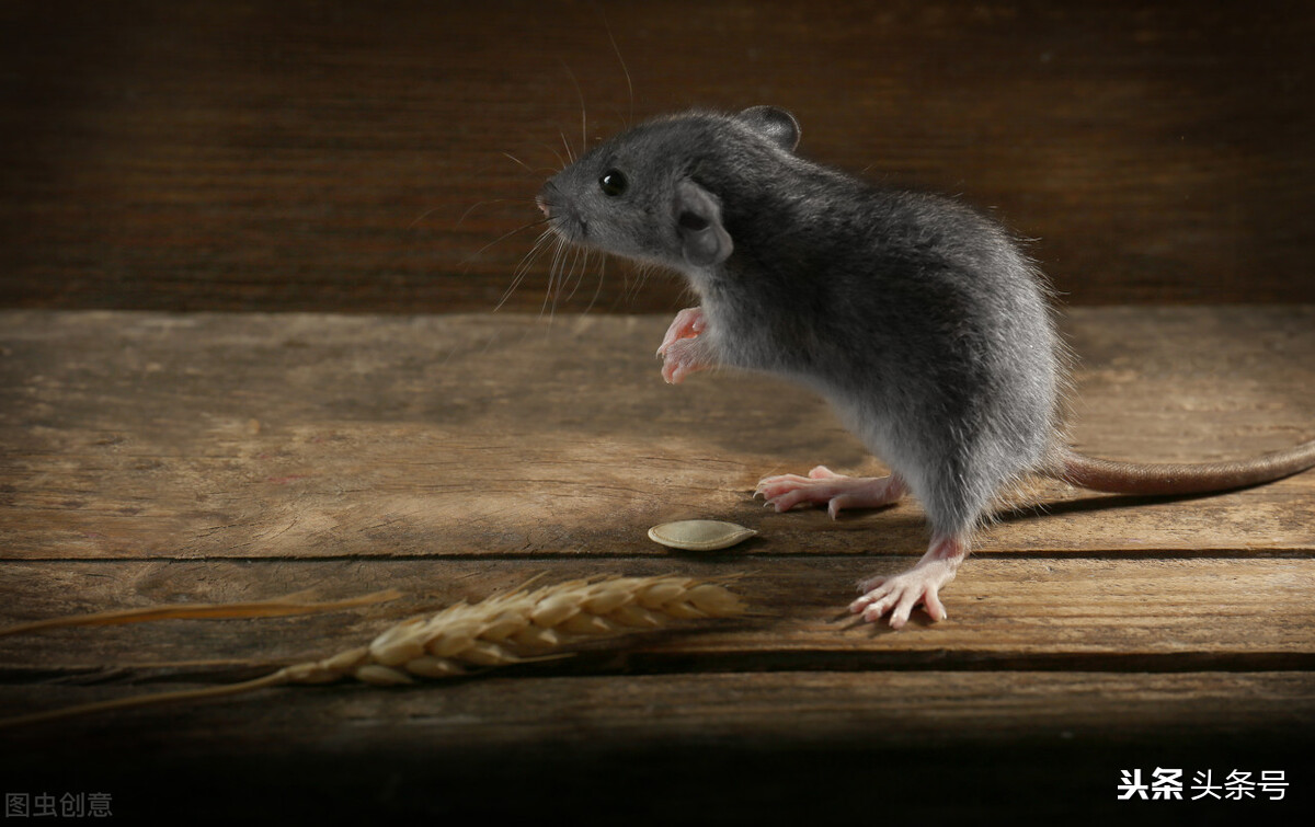 家里有老鼠怎么办用一个灭鼠贴,老鼠不怕粘鼠板和毒药怎么办