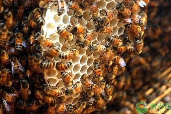 蜜蜂养殖技术和方法,蜜蜂养殖技术大全及管理