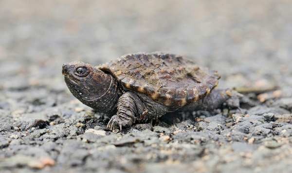 鳄龟饲养缸怎么布置,为何不建议饲养鳄龟
