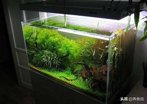 养鱼要避免阳光吗,养鱼要不要消毒