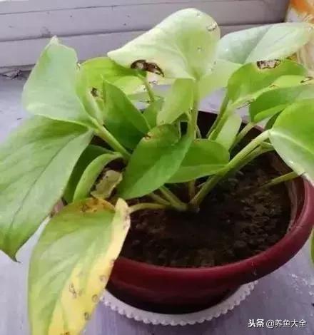 花卉冻伤怎么补救,春天浇水冻伤花根怎么修复