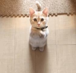 养宠小知识之:犬猫不容忽视的几大病症,早知道早预防