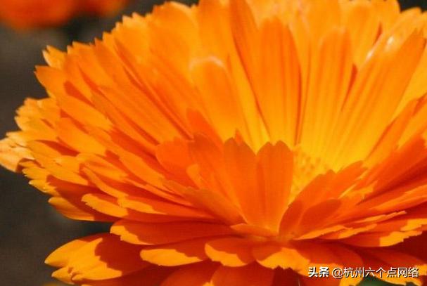 花园草药箱最重要成员，这些你不知道的事