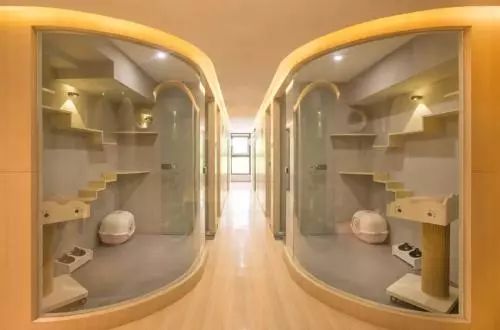 过年回家我的猫怎么办,春节回老家猫咪怎么办