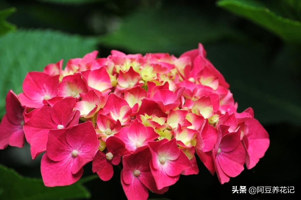 绣球花开花移栽可以修剪吗,绣球花开花前是怎样的