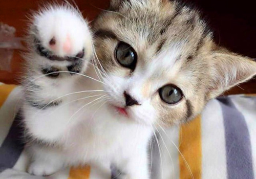 猫毛吸入肺里的危害,猫毛呼吸到肺里有害吗