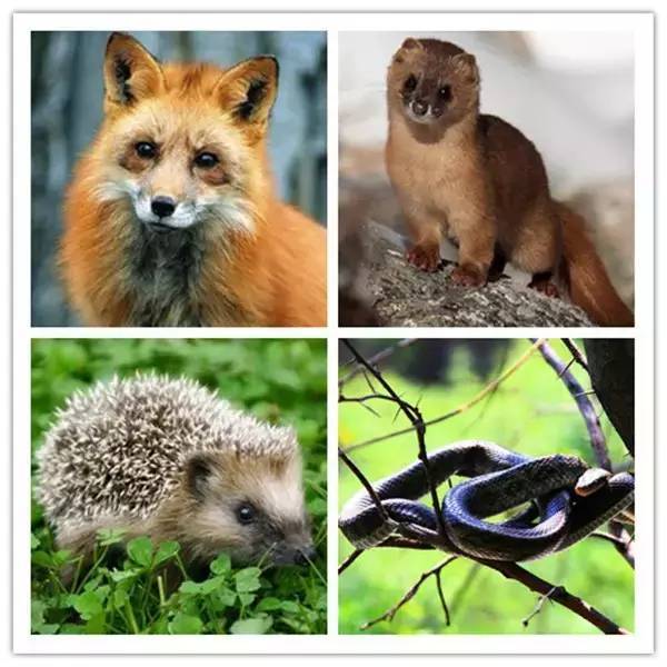 四大仙的民间故事,四大神话四大民间传说