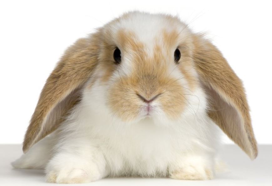 兔子歪头症是不是脑子有虫,兔子为什么老歪着头