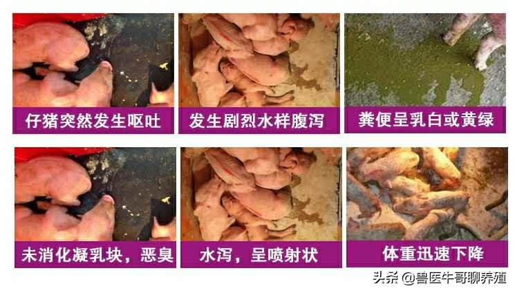 猪拉稀拉得特别严重用什么药,猪拉稀呕吐拉黄水怎么治