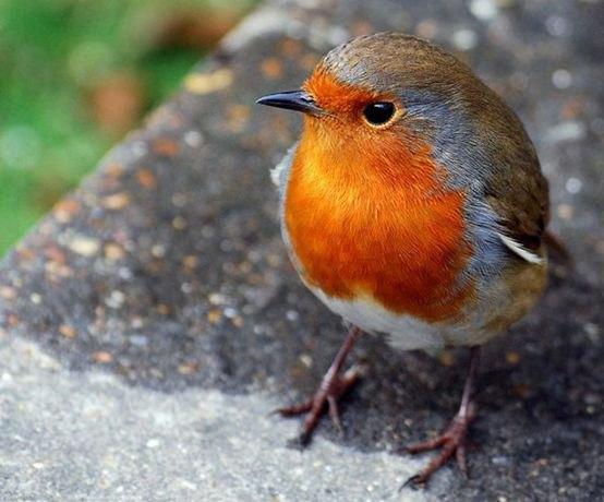 世界所有国家国鸟,世界各国国鸟大全