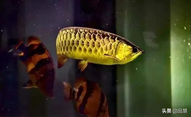 十种便宜又漂亮的龙鱼,一旦拥有别无所求是什么广告