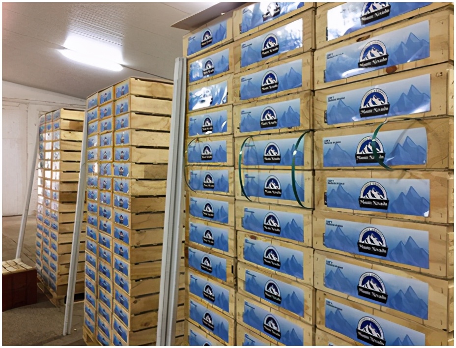 提子品种和介绍 (提子的品种都有哪些)