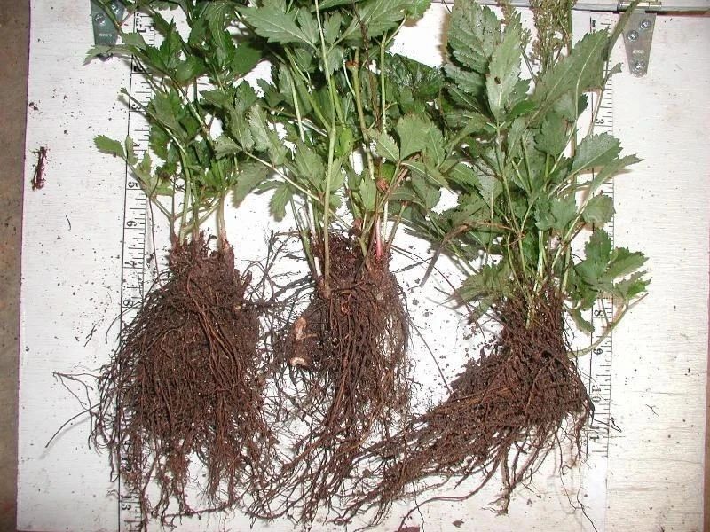 落新妇种球北方秋季适合栽种吗,耐阴耐寒地栽植物推荐