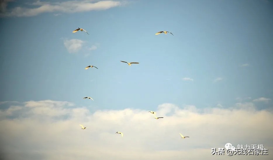 澶х編鏃犳瀬楂樻竻鐩存挱,澶х編鏃犳瀬