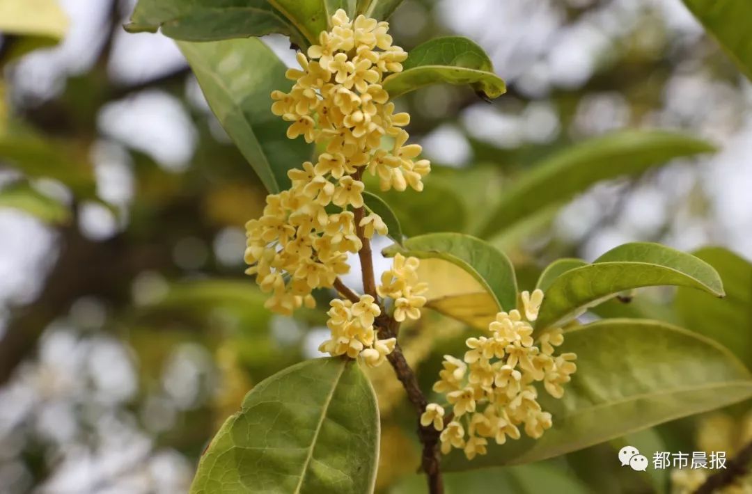徐州市区桂花地图上线，能看又能吃！趁着十一假期快去吧
