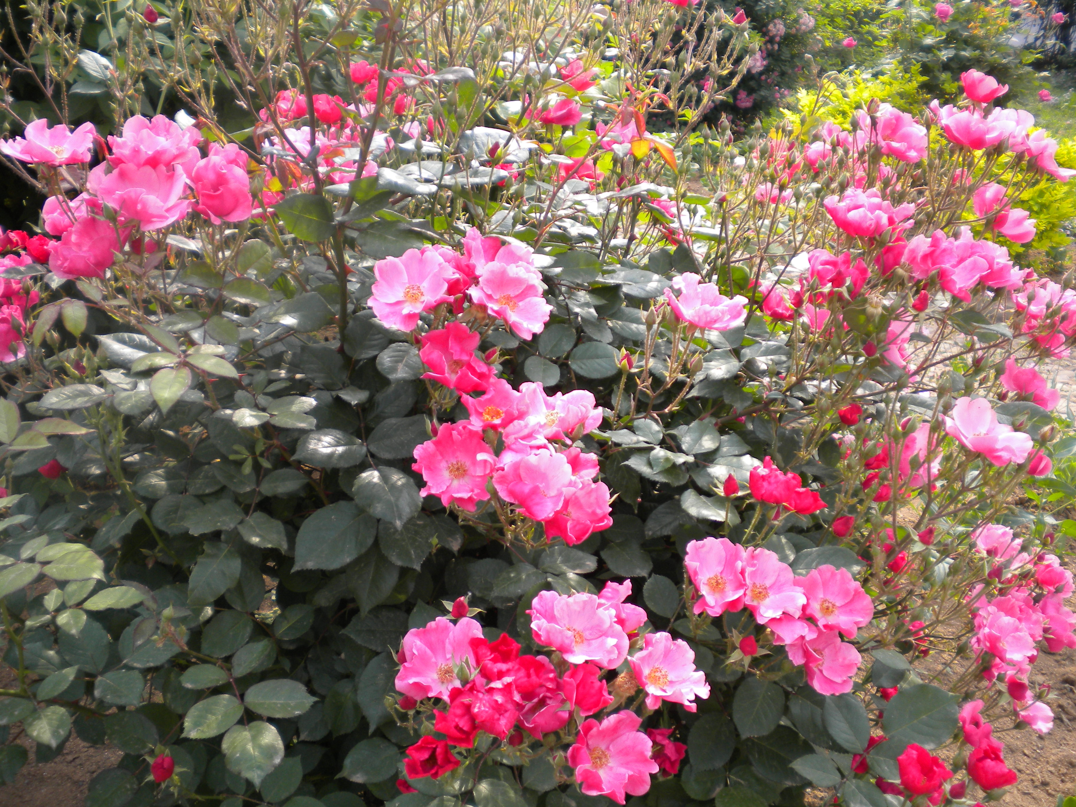 乡情散文图片,乡情散文