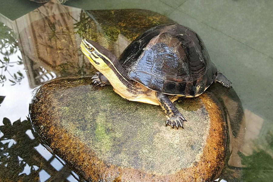 养龟怎么保持水质,养龟保持水质最好的方法