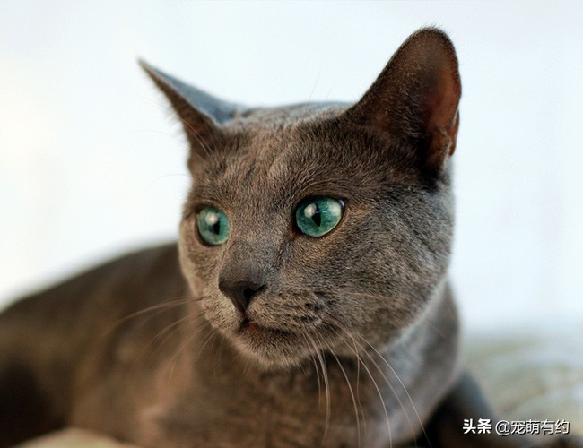 俄罗斯蓝猫的特征有哪些,俄罗斯蓝猫有味道