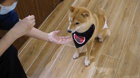 撸柴犬店广州,撸柴宠物乐园