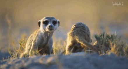 bbc纪录片最值得看的,bbc神级纪录片豆瓣评分超9