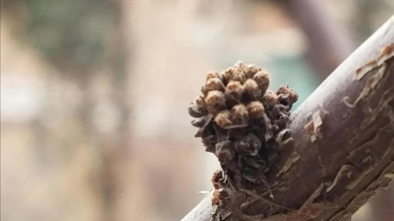 冬之树木，像不像十月怀胎的母亲～冬日随想