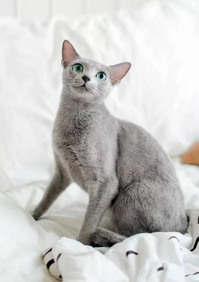 喵界的“荒野猎人”，被人误会多年，其实它才是俄罗斯的国猫