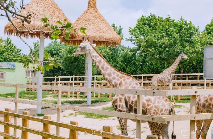 哪个动物园可以和动物亲密接触,野生动物园近距离接触动物感触